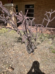 Dactylopius tomentosus