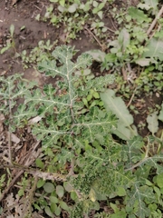 Solanum rostratum