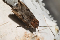 Xylena thoracica