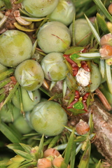 Cyphostethus tristriatus