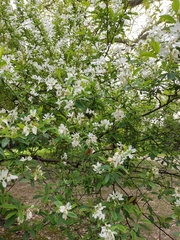 Exochorda