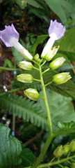 Rhynchoglossum