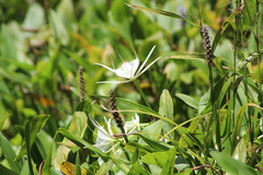Hymenocallis palmeri