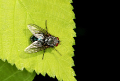 Calliphora vicina