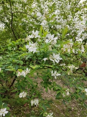 Exochorda