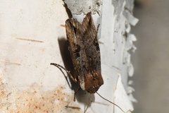Xylena thoracica