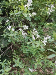 Exochorda