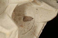 Meritastis polygraphana