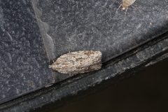 Thrincophora
