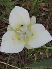 Calochortus apiculatus