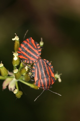 Graphosoma italicum italicum