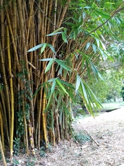 Bambusa stenostachya