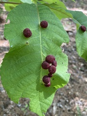 Phylloxera caryaeglobuli