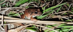 Leptodactylus savagei