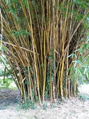 Bambusa stenostachya