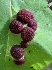 Phylloxera caryaeglobuli