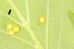 Craneiobia tuba