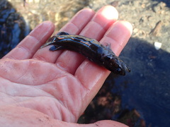 Acanthoclinus marilynae