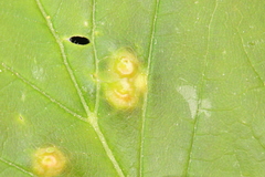 Craneiobia tuba