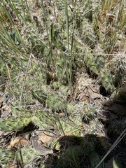 Opuntia fragilis