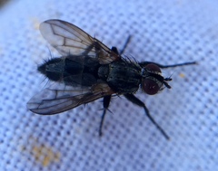 Rhinophoridae