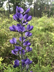 Baptisia australis aberrans