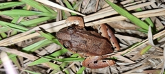 Leptodactylus savagei