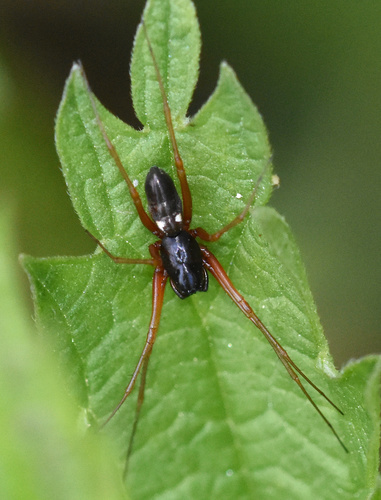 Sheetweb Spiders