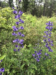 Baptisia australis aberrans