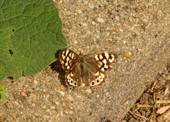 Pararge aegeria