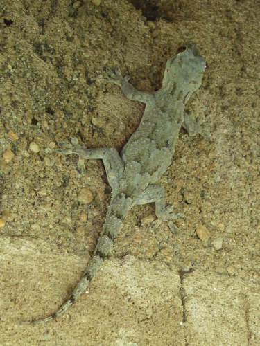 Flathead Leaf-toed Gecko