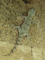 Hemidactylus platycephalus