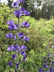 Baptisia australis aberrans
