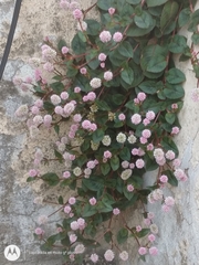 Persicaria capitata