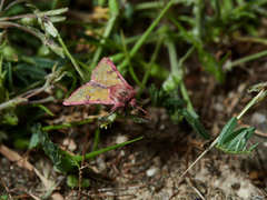 Heliothis incarnata