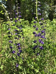 Baptisia australis aberrans