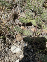 Opuntia fragilis