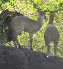 Oreotragus oreotragus transvaalensis