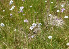 Ixia polystachya polystachya
