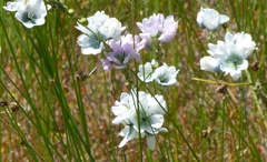 Ixia polystachya polystachya