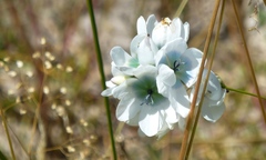 Ixia polystachya polystachya