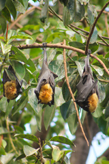 Pteropus poliocephalus