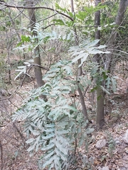 Thouinidium decandrum