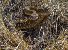 Crotalus molossus nigrescens