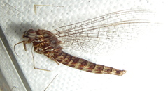 Siphlonurus