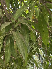 Annona reticulata