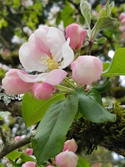 Malus micromalus