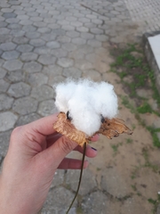 Gossypium herbaceum
