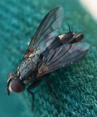 Rhinophoridae