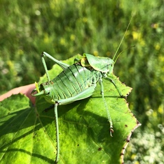 Polysarcus denticauda